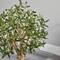 3.5ft. Olive Tree in White Tower Planter